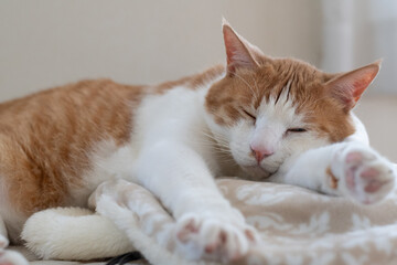 お気に入りの場所でくつろぐ可愛い猫　茶トラ白