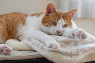 お気に入りの場所でくつろぐ可愛い猫　茶トラ白