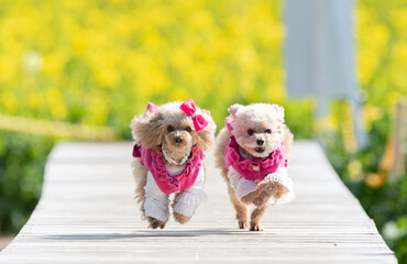 歩道を走る可愛い二匹の犬