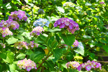 本土寺　美しい紫陽花（あじさい,アジサイ）　（日本千葉県松戸市）　Hondo-ji Temple （Hondoji Temple)　Beautiful hydrangea 　(Matsudo City, Chiba Prefecture, Japan)