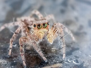 jumping spider (Marpissa muscosa), spiders, close-up