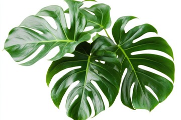 Lush green Monstera leaves isolated on white background