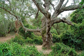 Romanyà de la Selva Spain - 27 April 2024 - Giant Cork Oak (Quercus suber) called Suro Xato