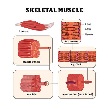 Skeletal muscle structure layers anatomy diagram poster, Labeled with bundle, fascicle, fibers, myofibril and sarcomere sections, z line, actin, myosin. Vector illustration.