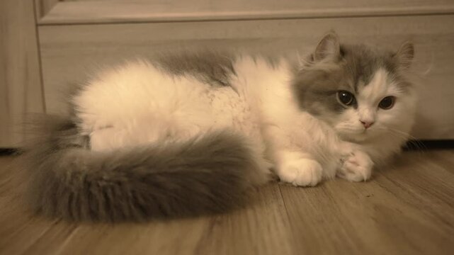 猫,子猫,cat