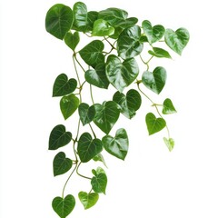 Heart-shaped leaves plant, hanging, isolated
