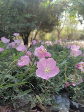 Delicate Pink Blooms in Natural Serenity