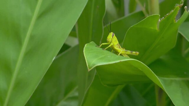 Grasshopper jumping on a ginger leaf. 4k footage
