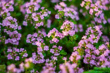 Lavender thyme flowers bathed in sunlight, featuring selective focus and blurred bokeh highlights.