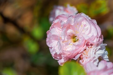 Obraz premium A vibrant spring bloom of ruffled pink petals glows in natural light with blurred green background.