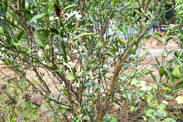The orange tree has many orange blossoms.