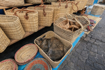 Cute cat on the market of old town Morocco