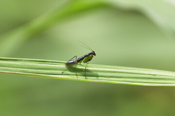 dragonfly on a leaf