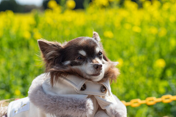 Fototapeta premium 見つめる可愛い犬