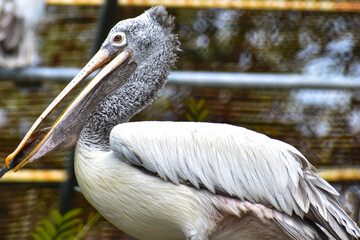 pelican on the beach