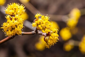 Bright yellow Cornelian cherry blossoms bloom on a branch, signaling the arrival of spring.