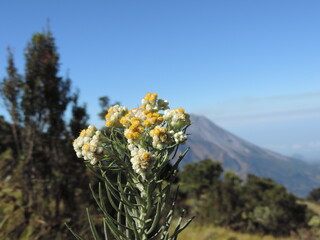 white and yellow flower arrangements with mountains in the background