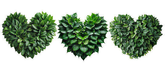Obraz premium Lush and green leaves of different sizes and shapes are folded into heart shape isolated on PNG background