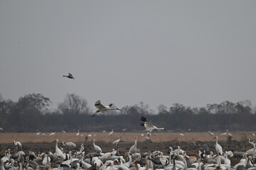 pelicans in flight