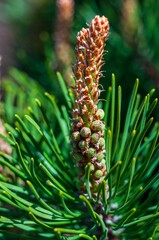 A close-up shows a pine cone bud emerging, set against vibrant green needles on a sunny day.