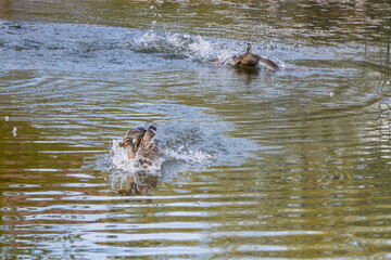 Obraz premium Ducks are running through the water at a calm pond