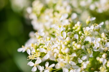 Delicate white viburnum flowers bloom in a close-up view, capturing the essence of spring and natural beauty.