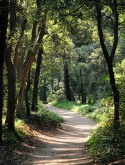 Obraz premium Peaceful Forest Path Surrounded by Lush Greenery and Towering Trees : Generative AI