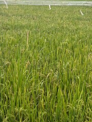 Obraz premium panorama of agrarian rice fields landscape in Central Java, like a terraced rice fields ubud Bali Indonesia 