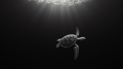 Obraz premium Monochrome Sea Turtle Swimming Upward: Black and White Underwater Ocean Life Photography, Marine Animal Portrait, Sunlight Rays, Aquatic Wildlife Art Print