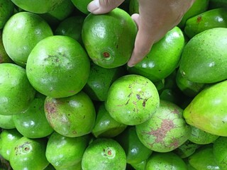 Avocados are green in color, shaped like pumpkins and have large seeds.