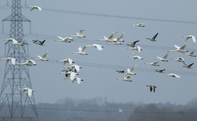 A flock of Whooper Swans, Cygnus cygnus,and Greylag Geese flying in the blue sky . Whooper Swans are mainly a winter visitor to the UK from Iceland.