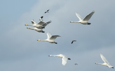 Fototapeta premium A group of Whooper Swans, Cygnus cygnus, and Lapwing flying in the blue sky . Whooper Swans are mainly a winter visitor to the UK from Iceland.
