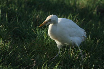 A Cattle Egret, Bubulcus ibis, hunting for food along the bank of a lake.
