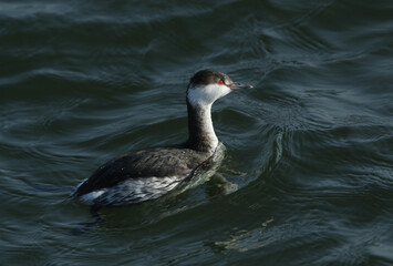 A rare Slavonian Grebe, Podiceps auritus, swimming on a lake. It has been diving down into the water hunting for food.