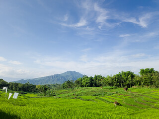 Vibrant Green Rice Terraces Under a Blue Sky at Wonogiri, indonesia