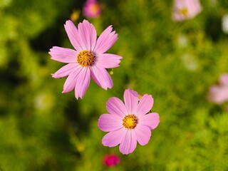 Fototapeta premium Pink flowers background 