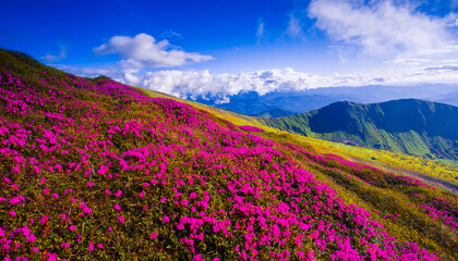 Fototapeta premium picturesque mountains view, fantastic morning booming red pink rhododendrons flowers on the hills of carpathian mountains at June, Chornohora range, Ukraine, Europe