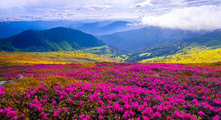 Fototapeta premium picturesque mountains view, fantastic morning booming red pink rhododendrons flowers on the hills of carpathian mountains at June, Chornohora range, Ukraine, Europe