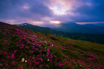 Fototapeta premium picturesque mountains view, fantastic morning booming red pink rhododendrons flowers on the hills of carpathian mountains at June, Chornohora range, Ukraine, Europe, Hoverla mount on horizon