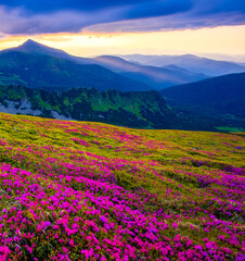 picturesque mountains view, fantastic morning booming red pink rhododendrons flowers on the hills of carpathian mountains at June, Chornohora range, Ukraine, Europe, Hoverla mount on horizon