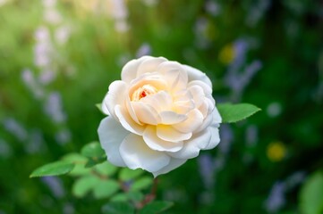 A graceful rose unfurls its petals, highlighted by a dreamy bokeh of lavender in the background