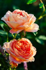 Two peach roses in soft focus bloom, illuminated by sunlight with a purple bokeh backdrop.