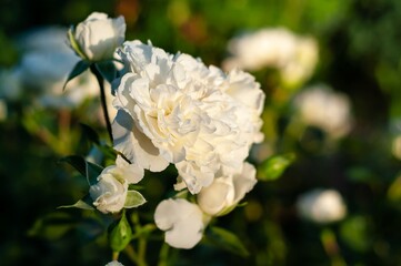Close-up of a white rose in soft focus with selective focus on petals, surrounded by green foliage.
