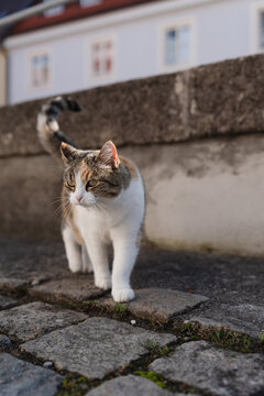 Calico-Katze