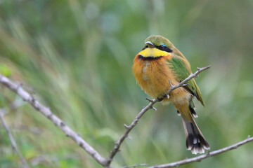 Zwergspint / Little bee-eater / Merops pusillus