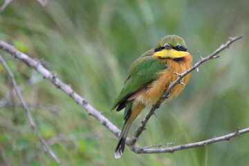 Zwergspint / Little bee-eater / Merops pusillus
