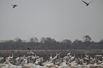 pelicans in flight