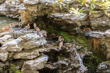 Birds Gathering on a Rocky, Mossy Outcropping