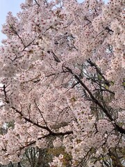 Cherry blossoms in full bloom, showcasing delicate pink and white petals. A symbol of renewal and fleeting beauty, perfect for serene landscapes or seasonal celebrations.

