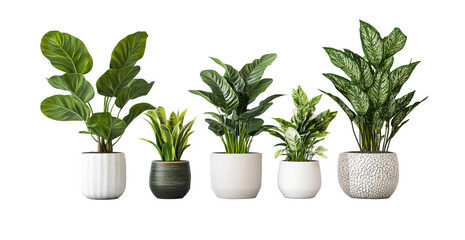 Fototapeta premium Minimalist botanical decor – Five common indoor houseplants with vibrant green foliage, isolated on a clean white background, ideal for interior design.